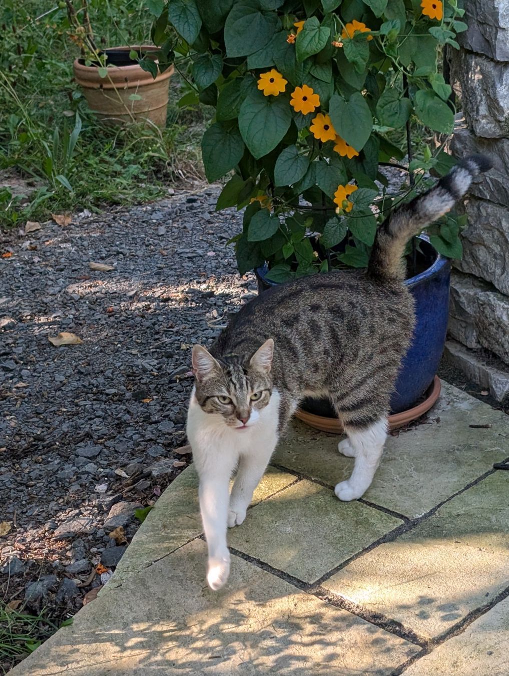 Cat before flowerpot
