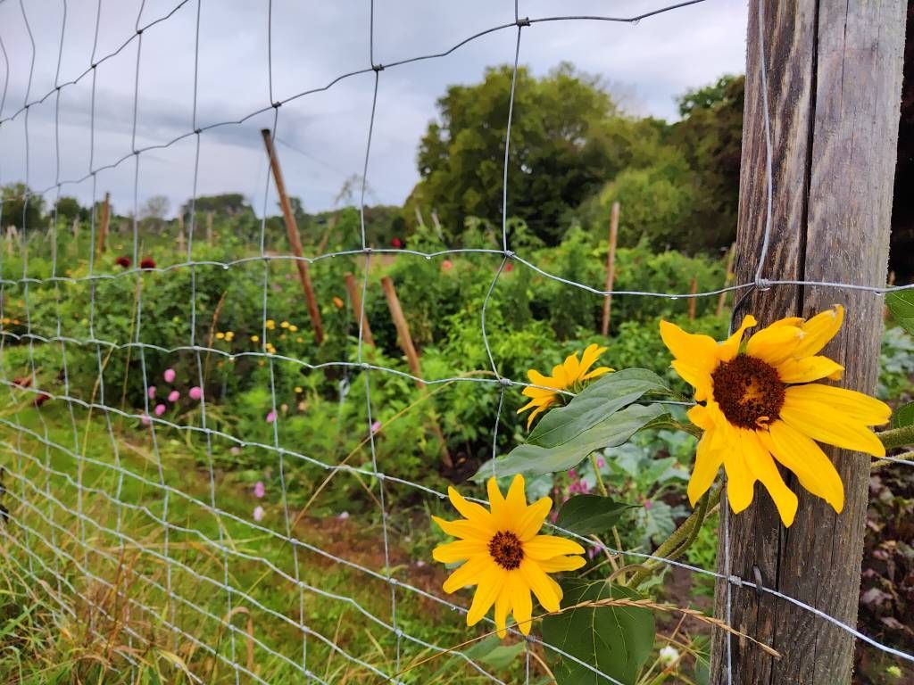 Blick auf zwei gelbe Blüten die durch einen Drahtzaun schauen. Im Hintergrund ein Beet.