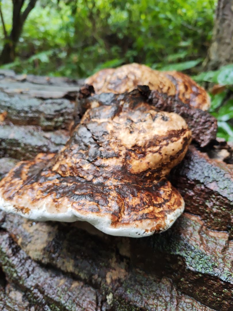 Ein großer Pilz an einem liegenden Baumstamm