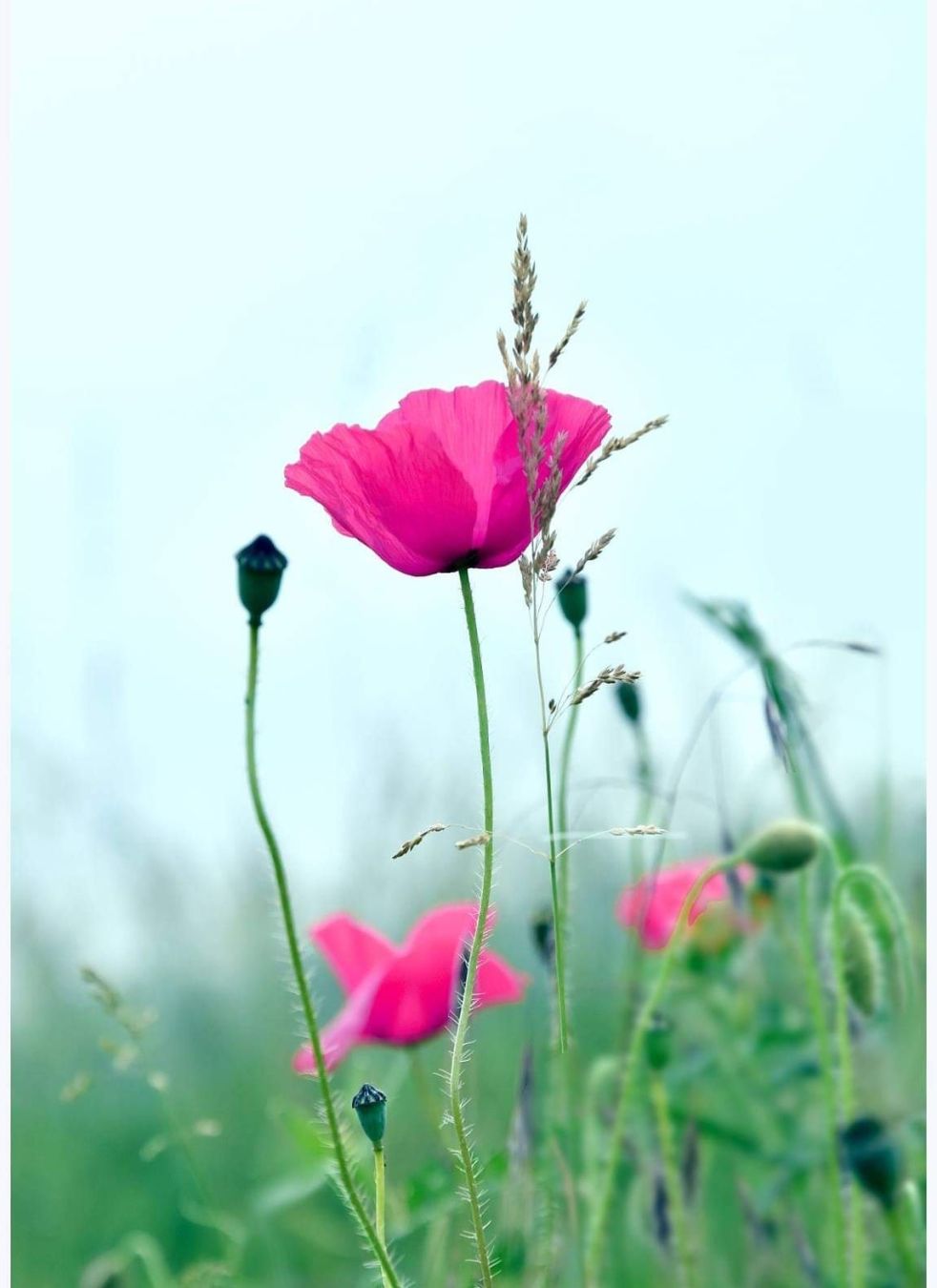 Eine Wildwiese. Dort wächst rosafarbene Mohn.