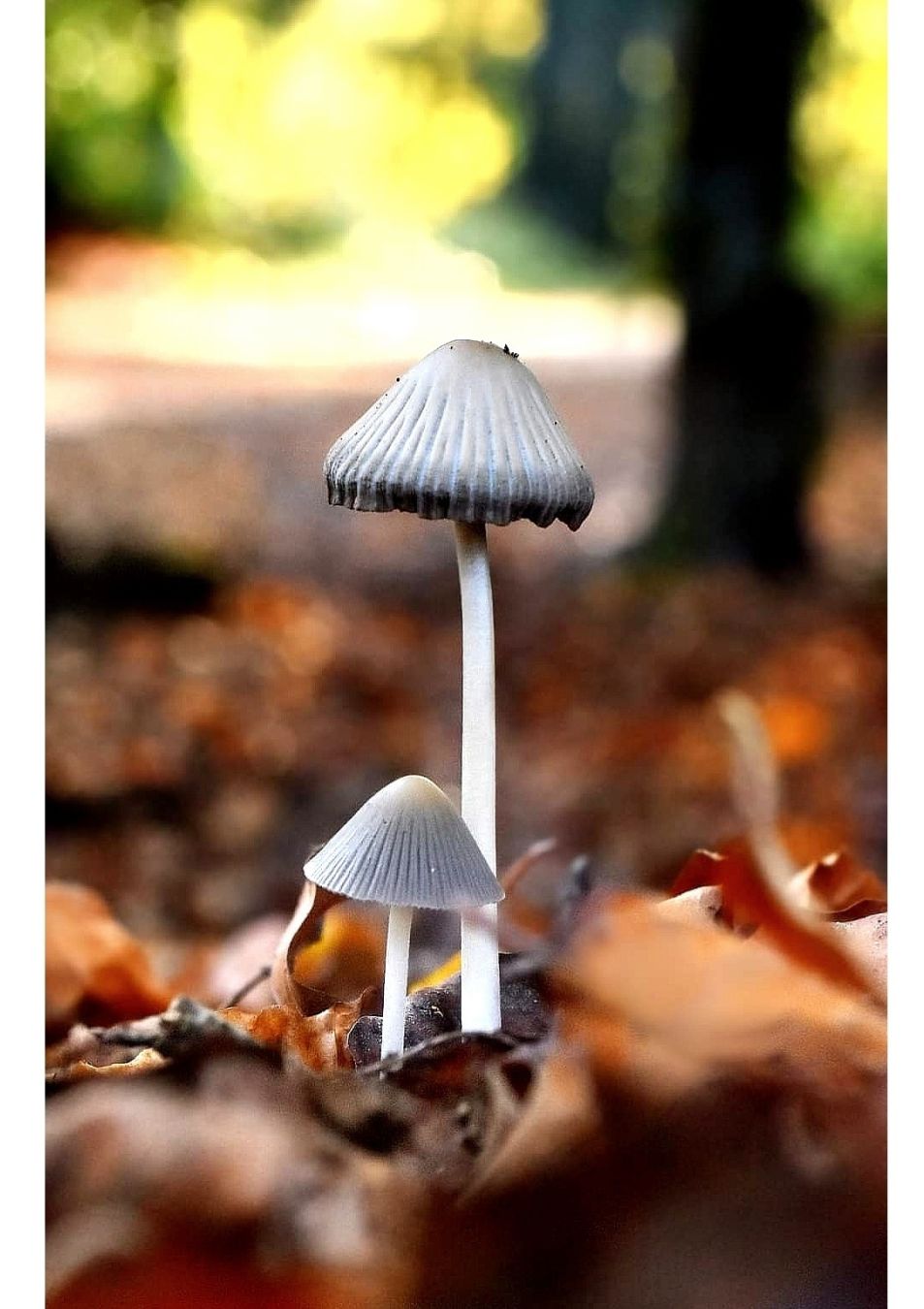 Zwei Pilze auf dem Waldboden. Der Herbst kommt bald. Und ich liebe ihn.