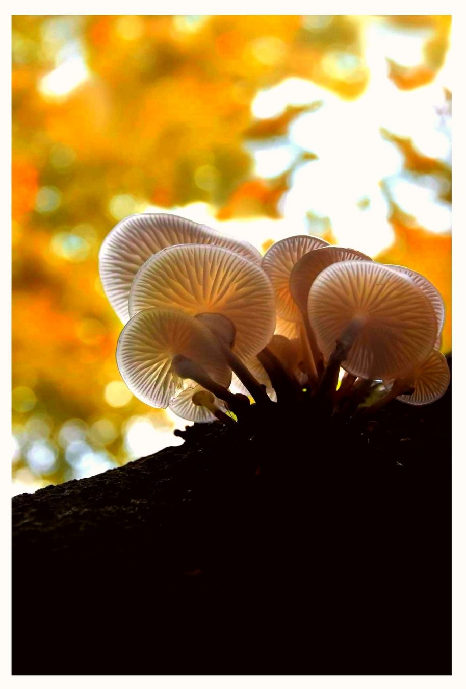 Im Wald. Die ersten Pilze zeigen sich. Alles duftet schon nach Herbst.
