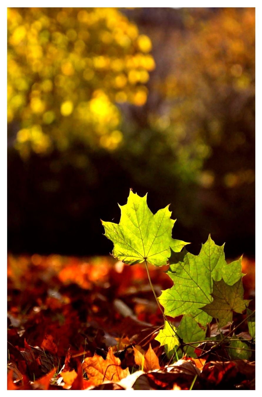 Es ist Herbst. Die Natur wird bunt.