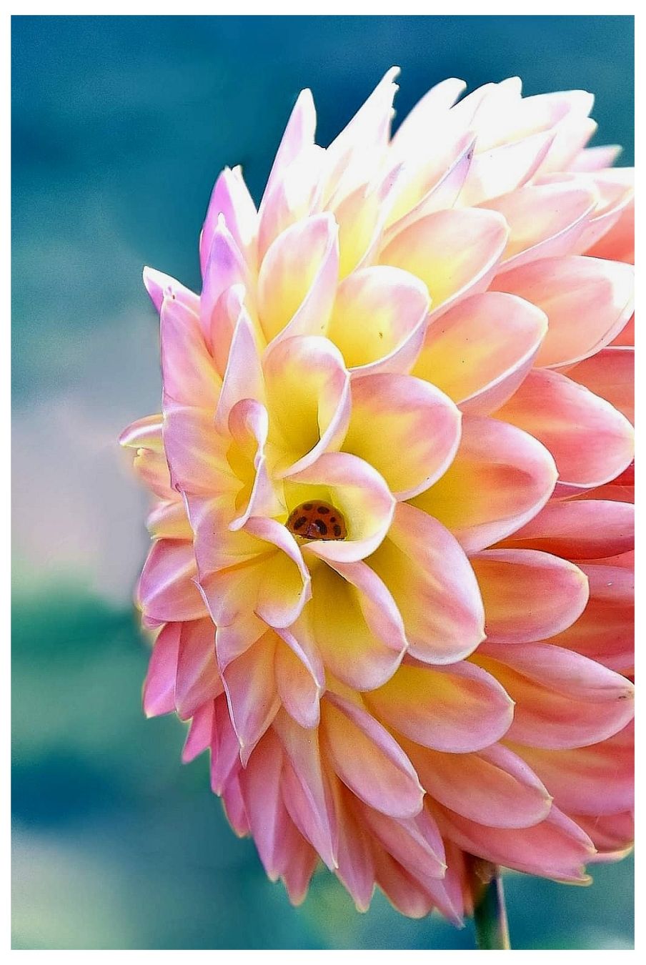 Eine Dahlien. Ein Marienkäfer wohnt in einem Blütenkelch.