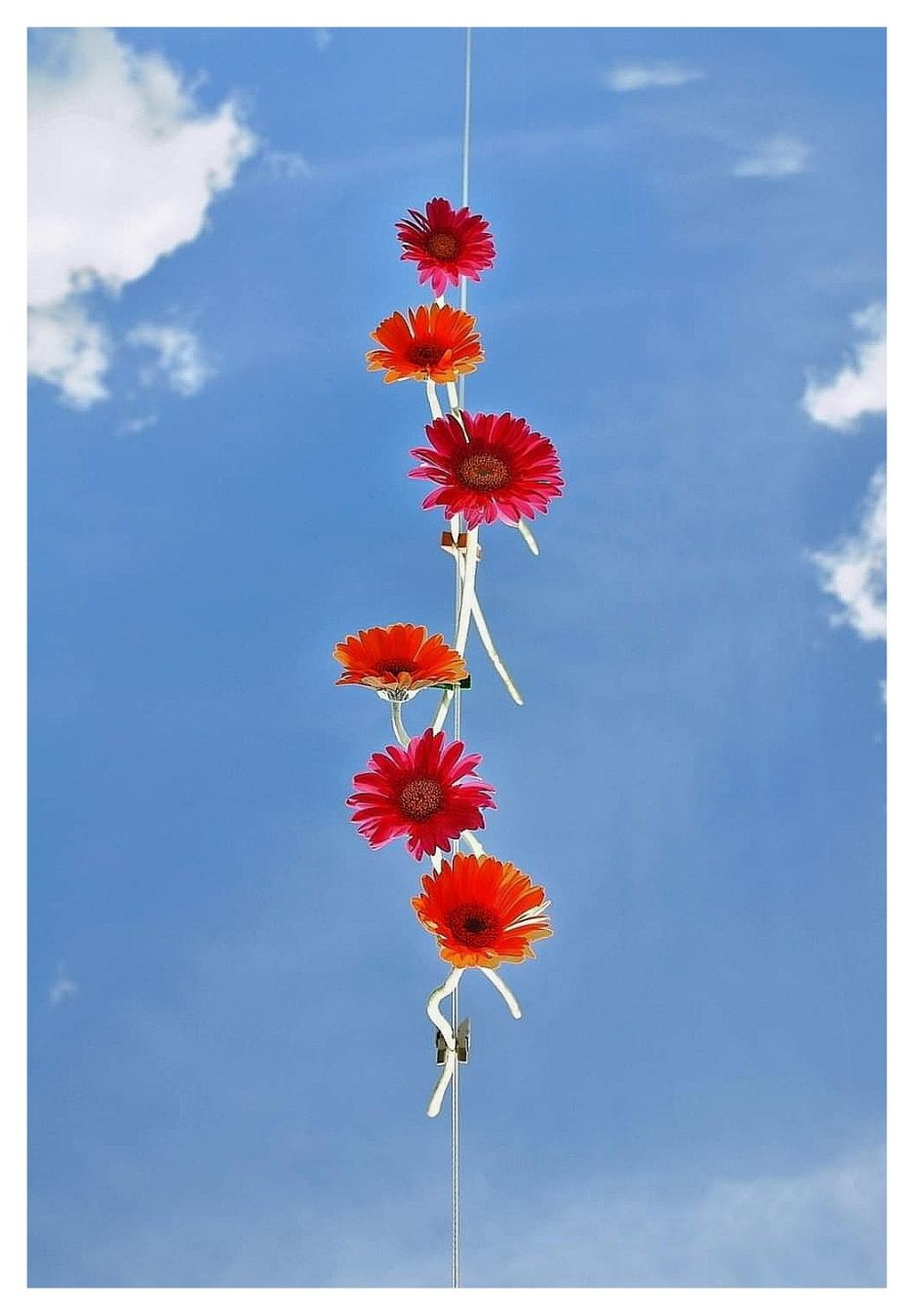 An einer Wäscheleine hängen Blumen zu trocknen. Blauer Himmel verspricht schönes Wetter.